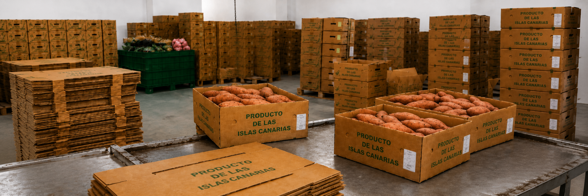 Batatas frescas preparadas para distribución en el almacén de CROPS Import & Export en Lanzarote.