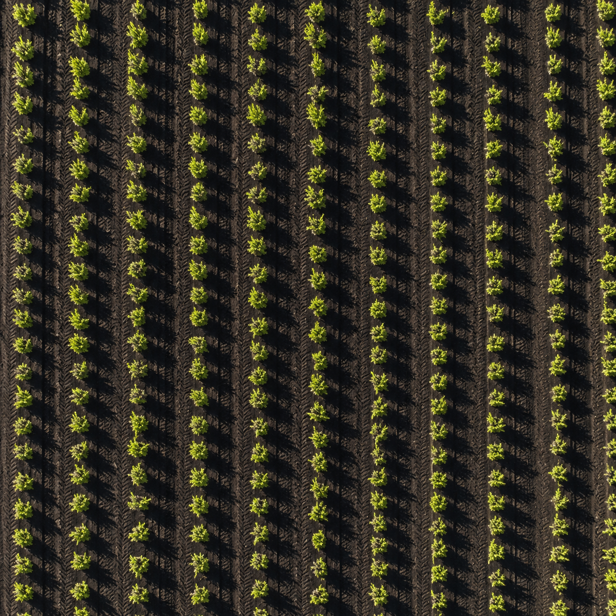 Vista aérea de los cultivos de papas en suelo volcánico de Lanzarote gestionados por Crops Import & Export.